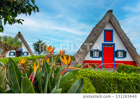Traditional hut houses and garden of Madeira in village Santana. Sunny day in Portugal, tourist destination Traditional hut houses and garden of Madeira in village Santana. Sunny day in Portugal, tourist destination 131265648