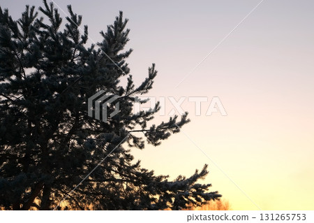 Huge coniferous tree in forest on sunset orange purple sky background in winter. 131265753