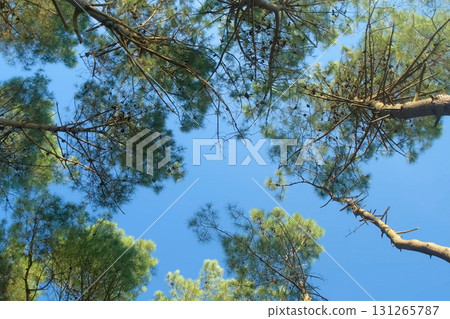 Rotating view of pine trees on blue sky background at sunny day. Rotating view of pine trees on blue sky background at sunny day. 131265787