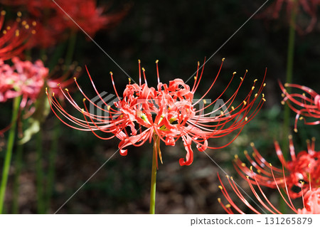 盛開的Higanbana 131265879