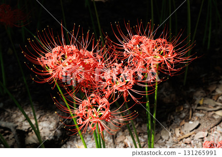 Cluster amaryllis in full bloom Cluster amaryllis in full bloom 131265991
