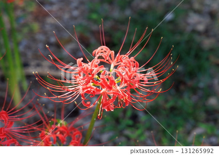 Cluster amaryllis in full bloom Cluster amaryllis in full bloom 131265992