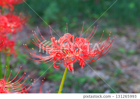 Cluster amaryllis in full bloom Cluster amaryllis in full bloom 131265993