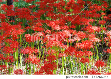 Cluster amaryllis in full bloom 131266033