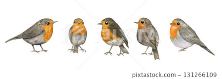 Watercolor charming European robins perched in various poses. Red Robin Bird illustration on isolated background. Spring little birds with orange breast for festive Christmas design, British symbolism Watercolor charming European robins perched in various poses. Red Robin Bird illustration on isolated background. Spring little birds with orange breast for festive Christmas design, British symbolism 131266109