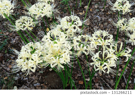White-flowered lily of the valley in full bloom 131266211