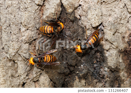 Wholesale sucking sap 131266407