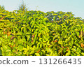 Parthenocissus quinquefolia, commonly known as Virginia creeper, woodbine, five-leaf ivy, or five-fingered ivy, is a species of flowering vine in the family Vitaceae. Rich green background. This 131266435