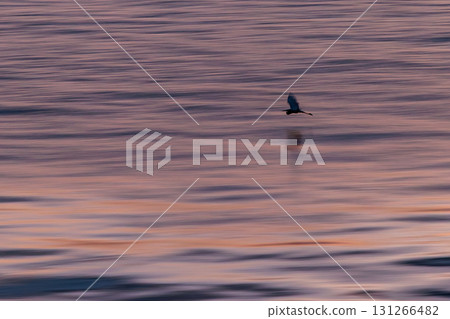 黃昏時分，瀨戶內海上空飛翔的海鳥 131266482
