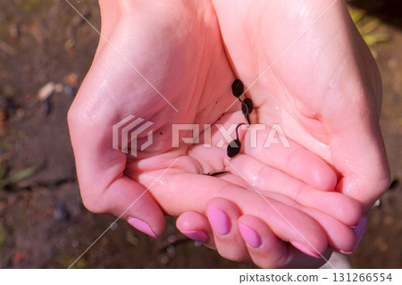 Black small frog tadpoles swimming in woman hands in water on nature. 131266554