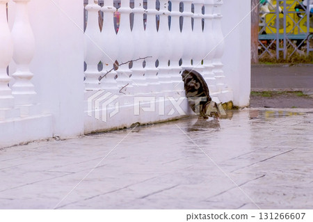Cat leans out from behind the fence and drinks water from the puddle. Cat leans out from behind the fence and drinks water from the puddle. 131266607