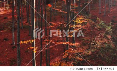 Leaves are falling in bright autumn forest Leaves are falling in bright autumn forest 131266704