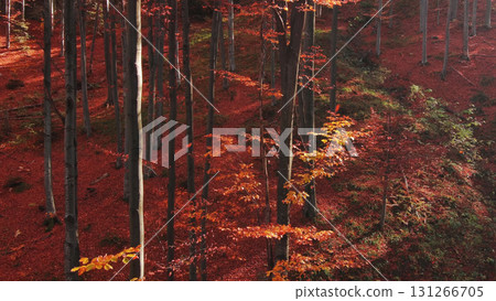 Leaves are falling in bright autumn forest 131266705
