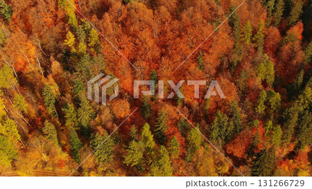 Aerial of autumn forest in Carpathian mountains 131266729