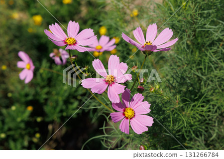 Cosmos in full bloom Cosmos in full bloom 131266784