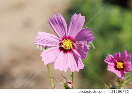 Cosmos in full bloom Cosmos in full bloom 131266785