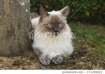 Ragdoll cat Burmese with long wool and blue eyes 131266822