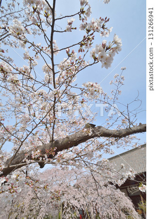 Cherry blossoms in Bishamonto 131266941