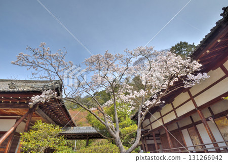 Cherry blossoms in Bishamonto 131266942