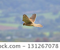 Kestrel hovering in the country 131267078