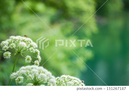 Beautiful white lace flower with a bee on it Beautiful white lace flower with a bee on it 131267187