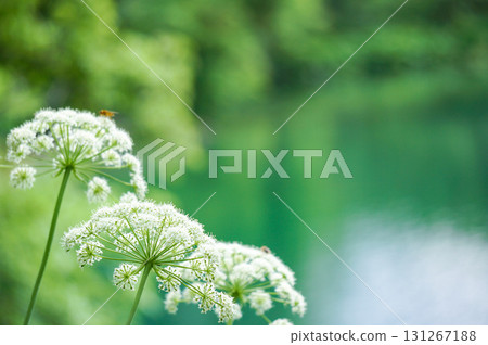 Beautiful white lace flower with a bee on it Beautiful white lace flower with a bee on it 131267188
