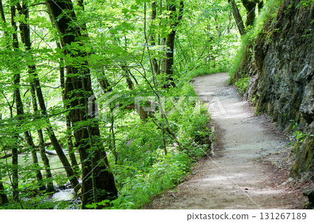 A winding path with cool shade from the trees 131267189