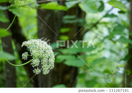森林裡盛開的白色蕾絲花 森林裡盛開的白色蕾絲花 131267191
