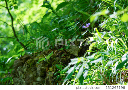 A purple flower blooming alone in the forest A purple flower blooming alone in the forest 131267196