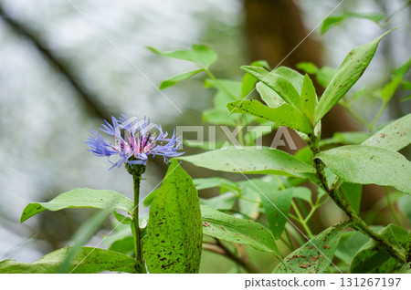 A purple flower blooming alone in the forest A purple flower blooming alone in the forest 131267197