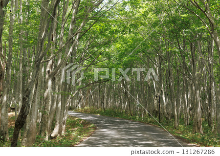 南八甲田（青森縣）的鮮綠山毛櫸森林 131267286