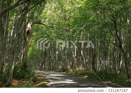 Drive through the fresh green beech forests of Minami Hakkoda (Aomori Prefecture) Drive through the fresh green beech forests of Minami Hakkoda (Aomori Prefecture) 131267287