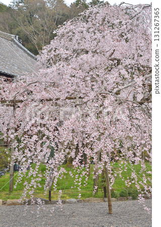 Cherry blossoms in Bishamonto 131267365