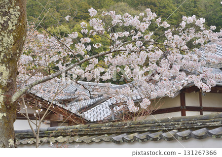 Cherry blossoms in Bishamonto 131267366