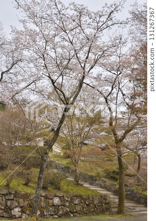 Cherry blossoms in Bishamonto 131267367