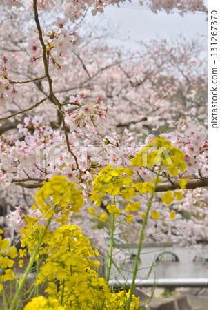 Cherry blossoms and rape blossoms at Lake Biwa's First Canal in Yamashina 131267370