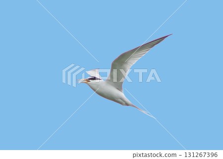Little tern Little tern 131267396