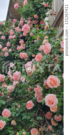 Huge pink rosebush climbing the side of a residential building, mobile photo. Concept of gardening, nature, architecture, authenticity. Huge pink rosebush climbing the side of a residential building, mobile photo. Concept of gardening, nature, architecture, authenticity. 131267411