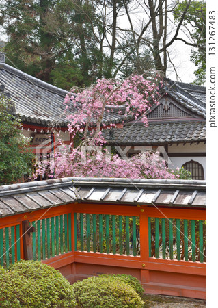 Cherry blossoms in Bishamonto Cherry blossoms in Bishamonto 131267483