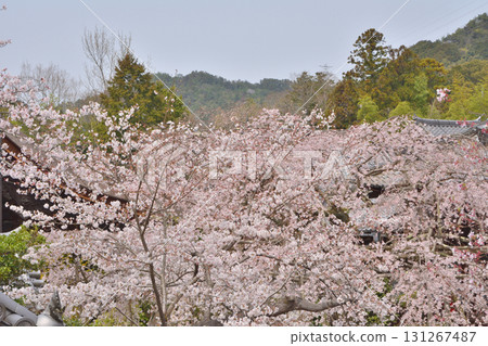 Cherry blossoms in Bishamonto 131267487
