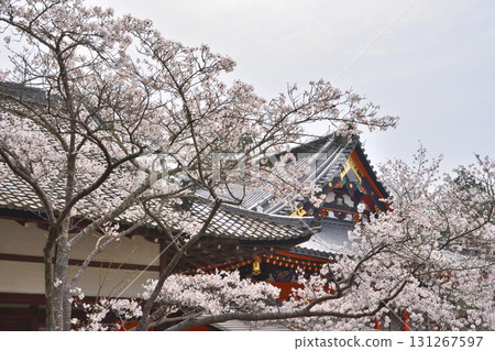 Bishamonto的櫻花 131267597