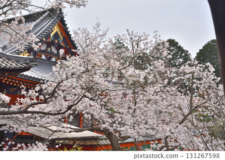 Cherry blossoms in Bishamonto 131267598
