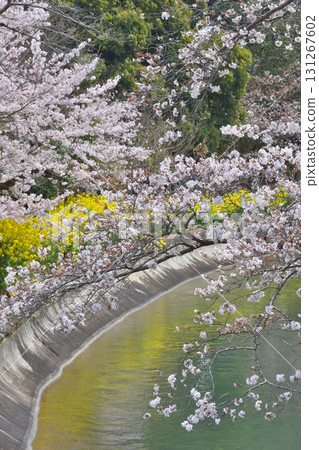 Cherry blossoms and rape blossoms at Lake Biwa's First Canal in Yamashina 131267602