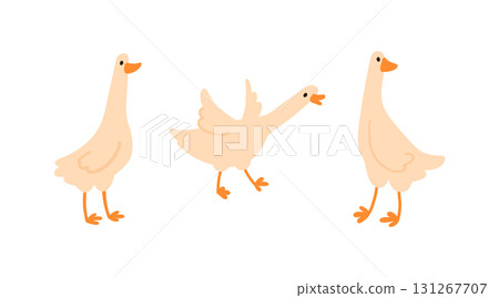 Set of cute white geese with long neck and webbed feet in different poses in simple flat style, isolated on white. Suitable for kids content, farm themes, and animal projects Set of cute white geese with long neck and webbed feet in different poses in simple flat style, isolated on white. Suitable for kids content, farm themes, and animal projects 131267707