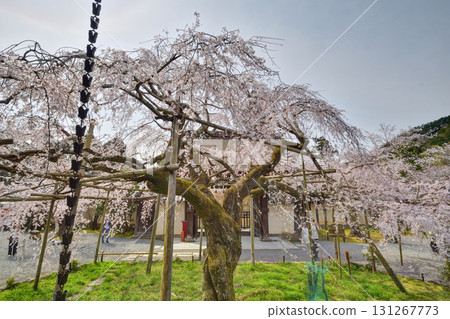 Cherry blossoms in Bishamonto 131267773