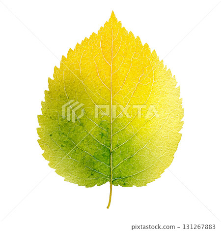 Watercolor style yellow leaves illustration material Autumn Autumn leaves Transparent background PNG 131267883