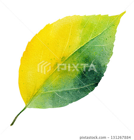 Watercolor-style yellow and green leaves illustration material Autumn background transparent PNG 131267884