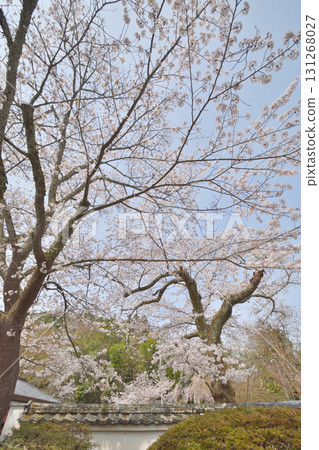 Cherry blossoms in Bishamonto 131268027
