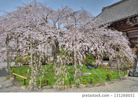 Cherry blossoms in Bishamonto 131268031