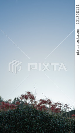 在藍天中閃耀的簇狀孤挺花 在藍天中閃耀的簇狀孤挺花 131268131